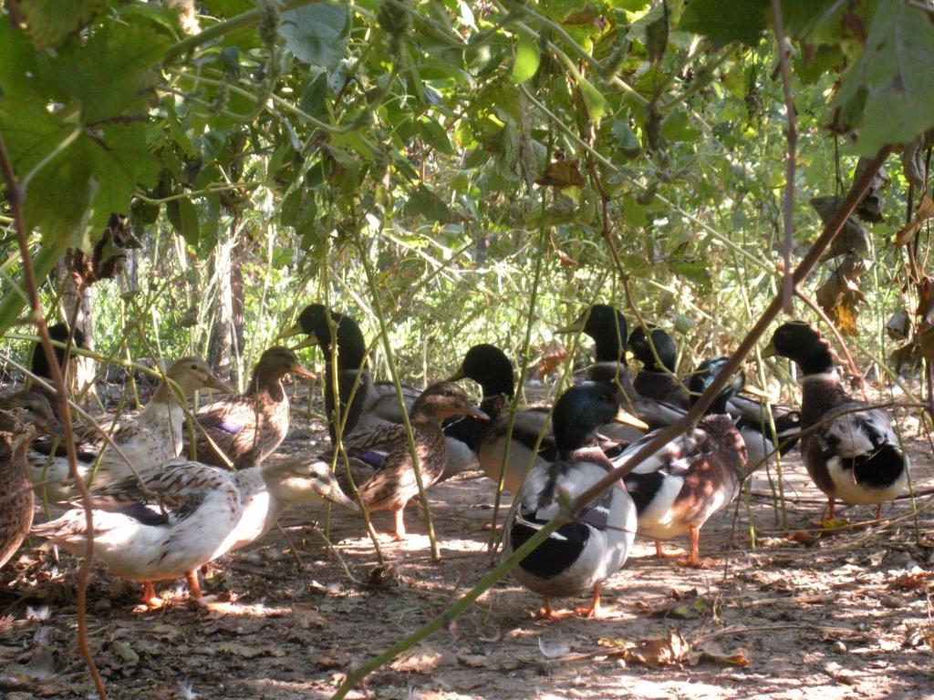 Sant'Andrea Agriturismo Con Cantina Martignago Vignaioli Asolo Prosecco Docg Wines Maser Exterior foto