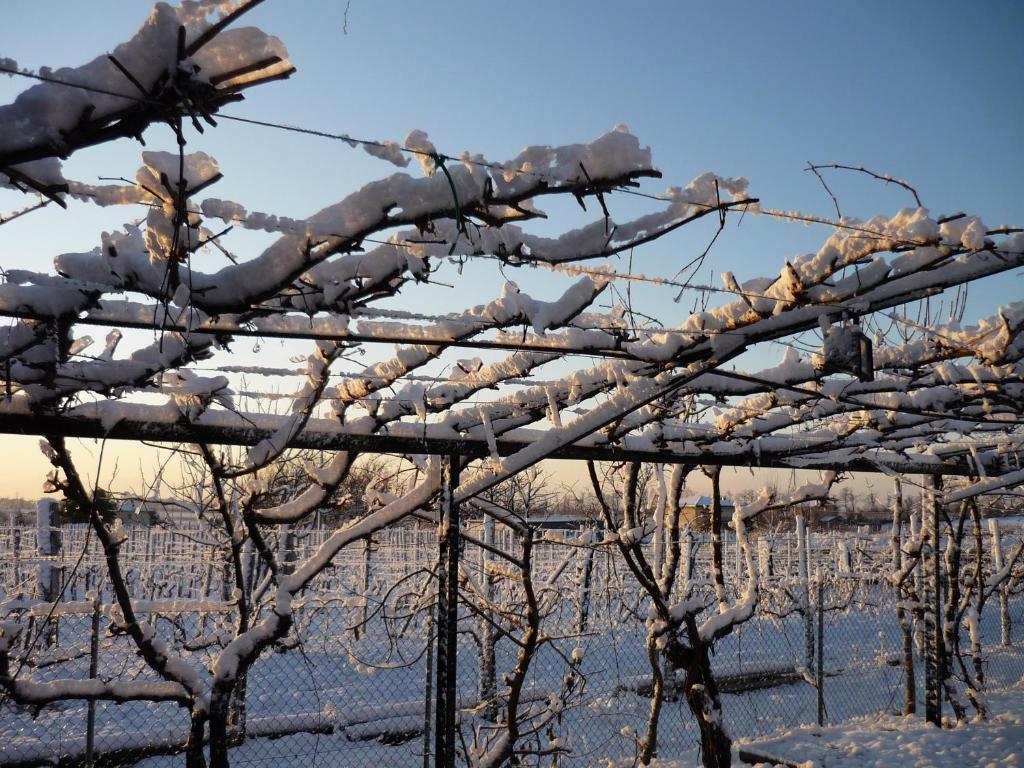 Sant'Andrea Agriturismo Con Cantina Martignago Vignaioli Asolo Prosecco Docg Wines Maser Exterior foto